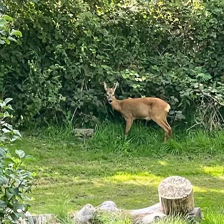 Foresthaus Hébergement de vacances