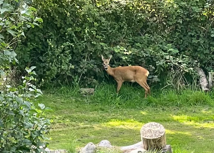 Foresthaus Semesterbostad